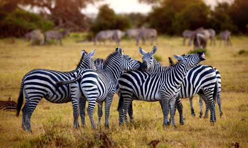 tanzania safaris