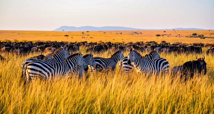 13_days_Golden_East_Africa_Safari_-_Kenya_and_Tanzania_Safari